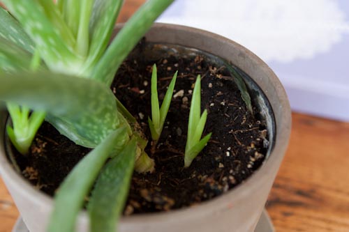 Aloe Vera Babies