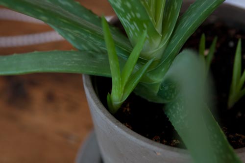 Aloe Vera Big Baby