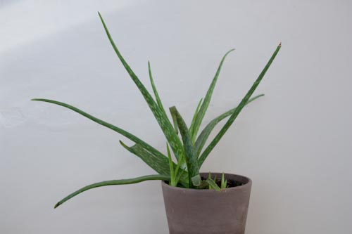 Aloe Vera Plant