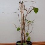 Bougainvillea Leaf Drop