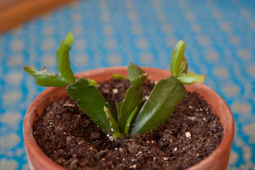 Christmas Cactus  - A few weeks later