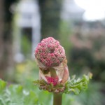 Flowering Rhubarb - What to Do