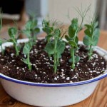 Posh Pea Shoots