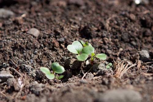 Radish Seedlings