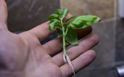 Basil Cutting Sprouting Roots