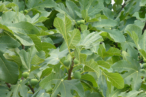 fig tree care