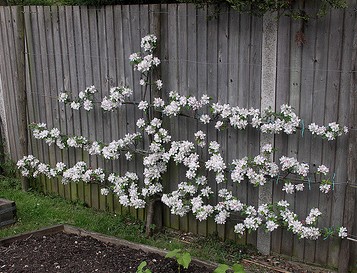 Espalier Apple Tree