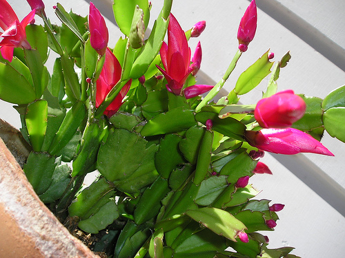 Christmas Cactus Cuttings