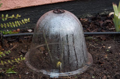 Planting a Bare Root Rose in Frozen Ground