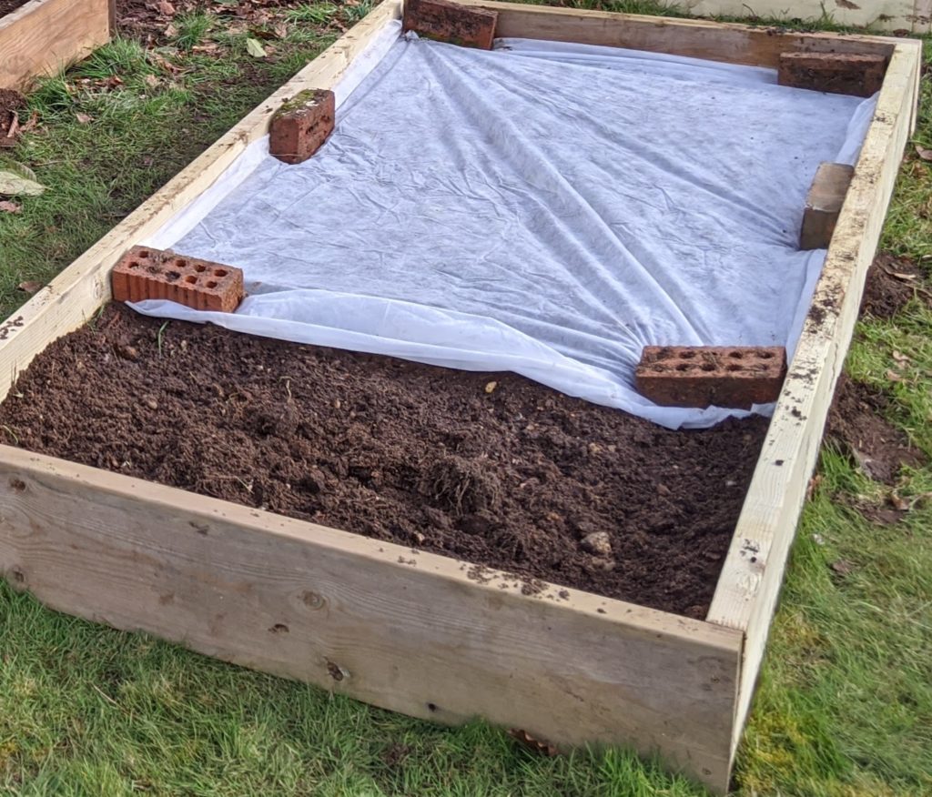 Radish Seedlings Planted Under Fleece