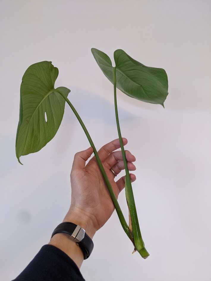 Monstera Cutting