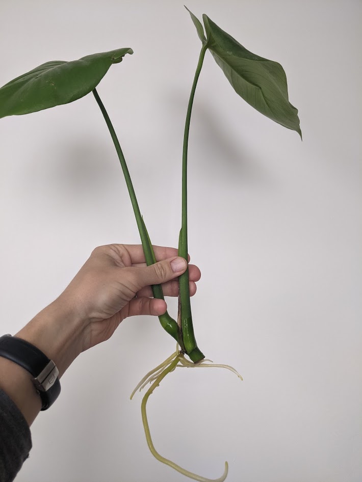 Cuttings at 7 weeks