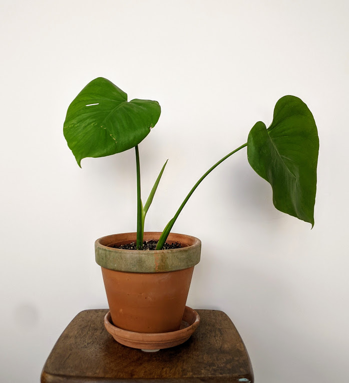 Potted Monstera Cutting
